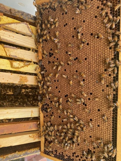Normal Brood Pattern Fall 2025 Brood Pattern – Currahee Bee & Pottery
